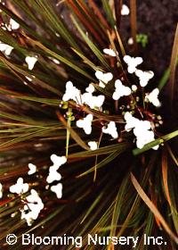 Libertia ixioides 'Taupo Sunset'